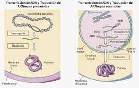 __Figura 1.__Transcripción en procariotas y eucariotas